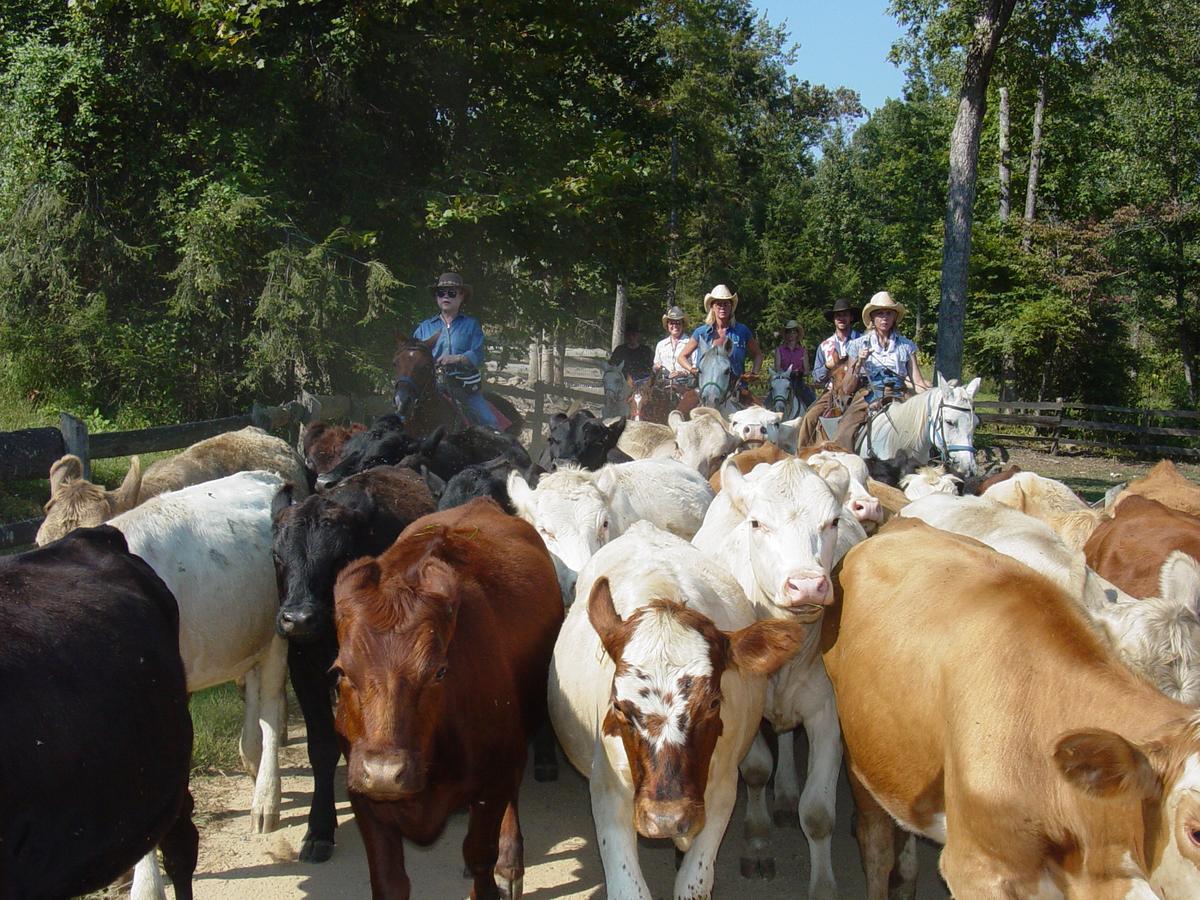 Отель French Broad Outpost Ranch Del Rio Экстерьер фото
